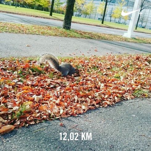 Sortie longue de la semaine pour clore ce mois d'octobre.  En footing lent et avec une posture où j'étais à l'aise, c'était plutôt facile sauf les 5 dernières minutes où une douleur à la hanche gauche est apparue. Petit coup de mou au bout de 55 min durant 15 min. Ça allait mieux après. Les kilomètres passent vite 😀 Cette fois je n'avais pas oublié mon tour de cou et j'ai bien fait !  #run #runner #running #runningaddict #runninggirl #runnerscommunity #courseapied #runmontreal #runmtl #runinmontréal #runinmontreal #runningarea #instarunner #instarun #instarunning #quicherunpower